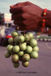 لیموترش اسپانیایی